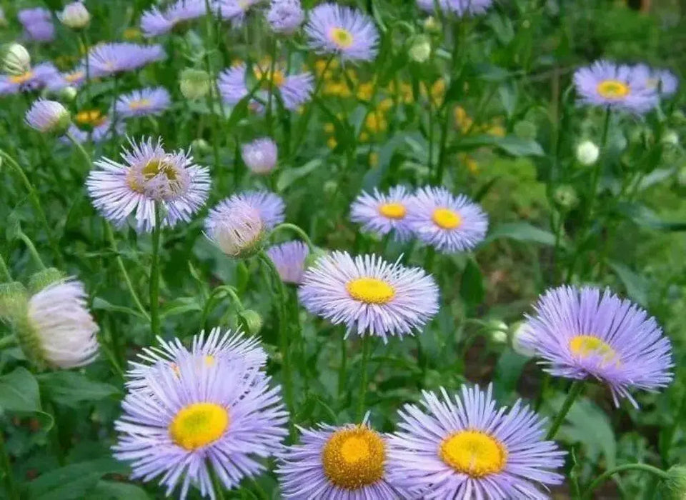 Erigeron Seeds - Macranthus,a.K.a Fleabane Daisy - Flowers/Rock Gardens,Container - Caribbean garden seed