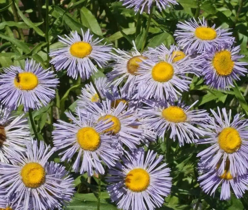 Erigeron Seeds - Macranthus,a.K.a Fleabane Daisy - Flowers/Rock Gardens,Container - Caribbean garden seed