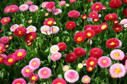 English daisy MIXED , FLOWERS SEED - Biennial - Caribbean garden seed