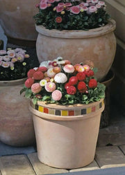 English daisy MIXED , FLOWERS SEED - Biennial - Caribbean garden seed