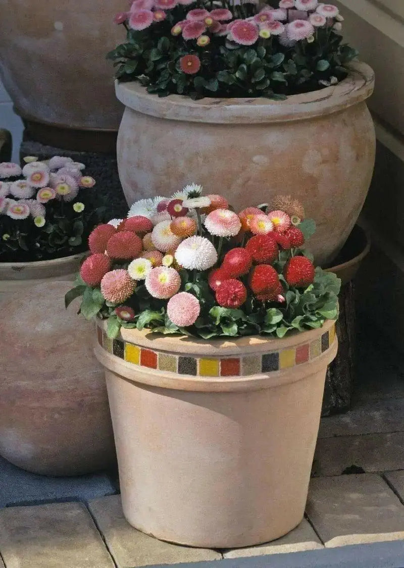 English daisy MIXED , FLOWERS SEED - Biennial - Caribbean garden seed