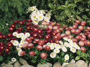 English daisy MIXED , FLOWERS SEED - Biennial - Caribbean garden seed
