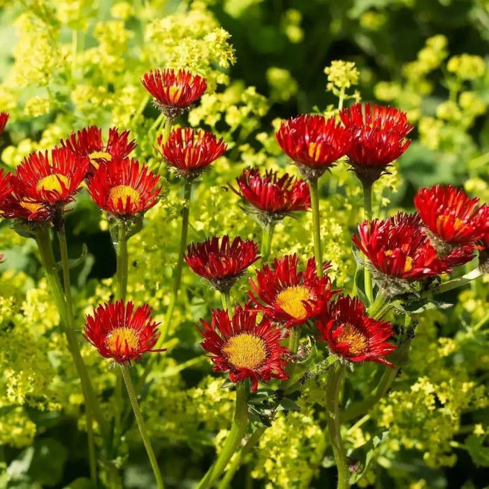 Erigeron Seeds - Orange Fleabane Daisy, FLOWERS - Caribbean garden seed
