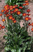 Erigeron Seeds - Orange Fleabane Daisy, FLOWERS - Caribbean garden seed