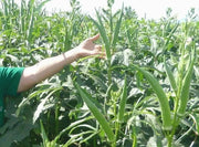 Emerald Okra, Ladies Finger seeds,heirloom vegetables - Caribbean garden seed