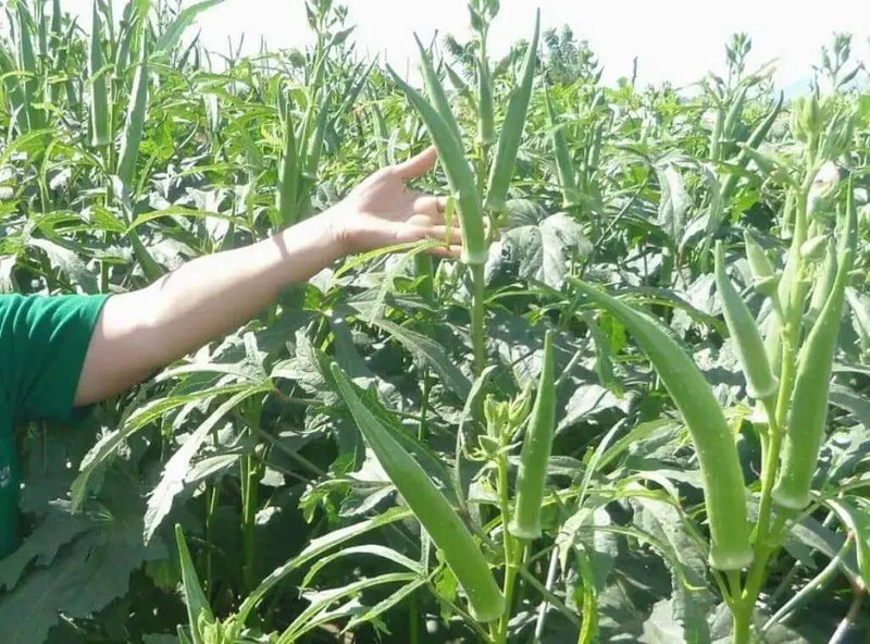 Emerald Okra, Ladies Finger seeds,heirloom vegetables - Caribbean garden seed