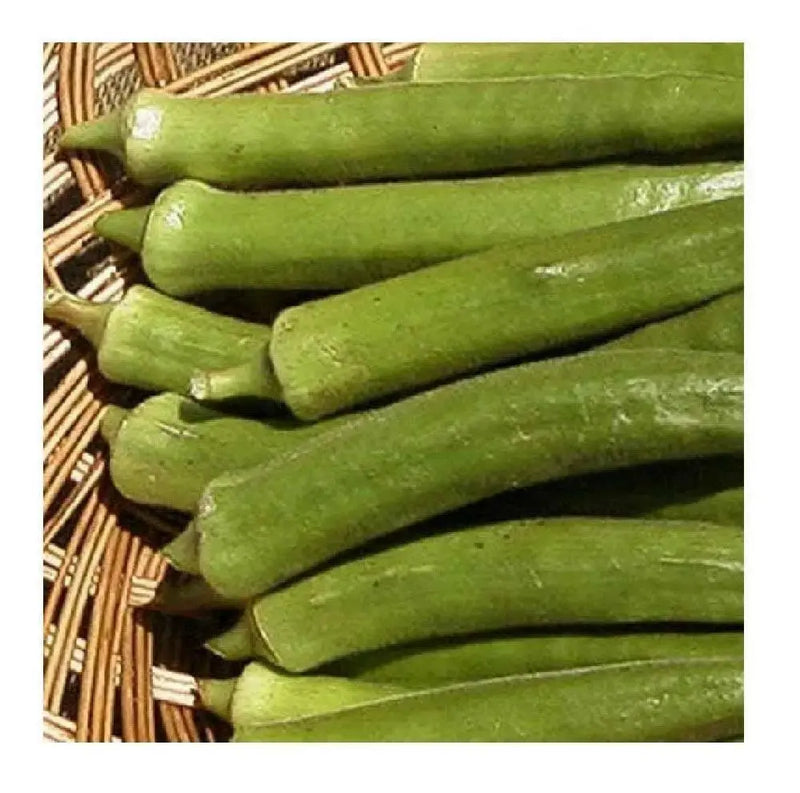 Emerald Okra, Ladies Finger seeds,heirloom vegetables - Caribbean garden seed