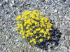 Erigeron linearis (Desert yellow fleabane) Winter hardy to zone 5, - Caribbean garden seed