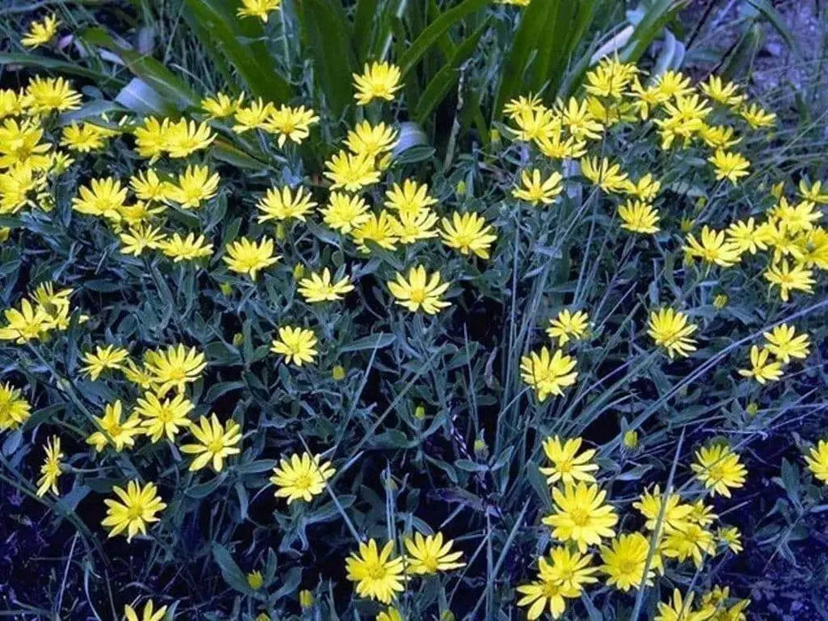 Erigeron linearis (Desert yellow fleabane) Winter hardy to zone 5, - Caribbean garden seed