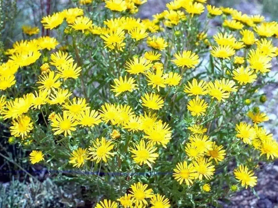 Erigeron linearis (Desert yellow fleabane) Winter hardy to zone 5, - Caribbean garden seed