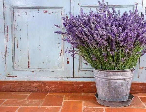 ENGLISH  Lavender SeedS, PERENNIAL herb - Caribbean garden seed