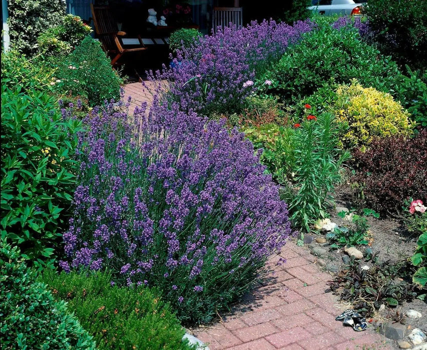 ENGLISH  Lavender SeedS, PERENNIAL herb - Caribbean garden seed