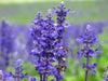 ENGLISH  Lavender SeedS, PERENNIAL herb - Caribbean garden seed
