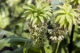 Eucomis ENVY (Pineapple Lily) Bulb,Elegant,Tropical . - Caribbean garden seed