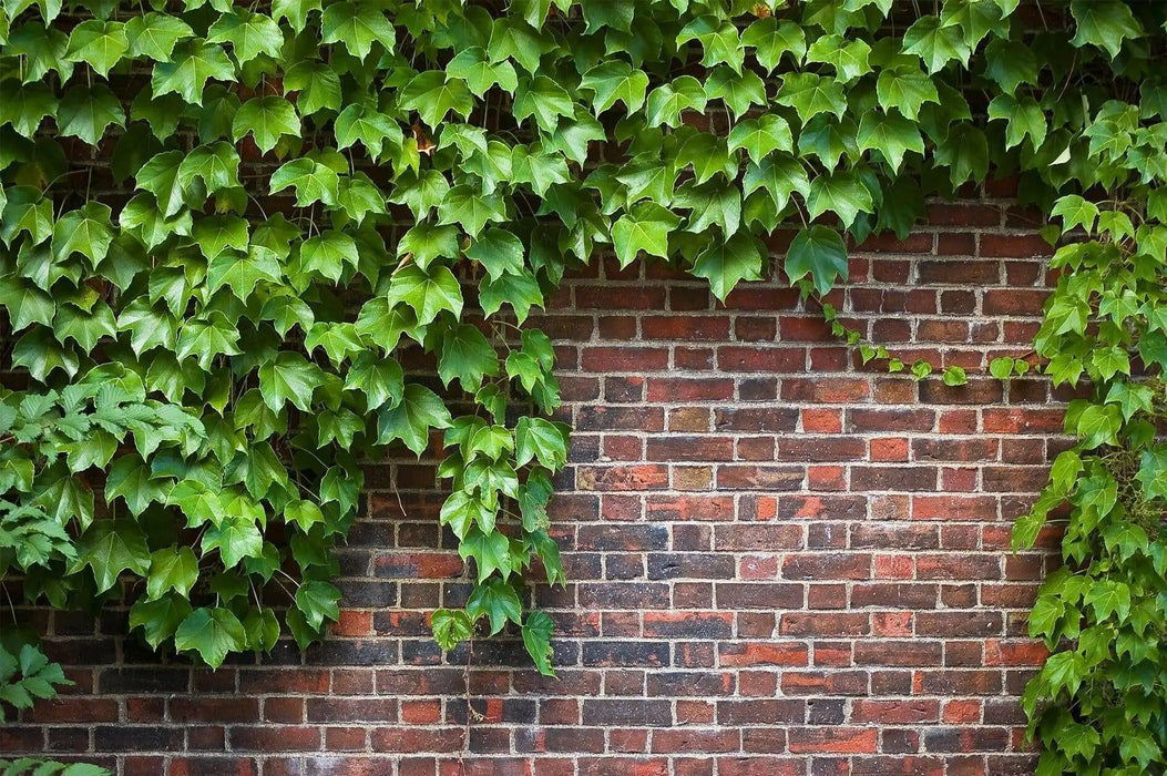 English Ivy, LIVE PLANT,Perennial Groundcover - Caribbean garden seed