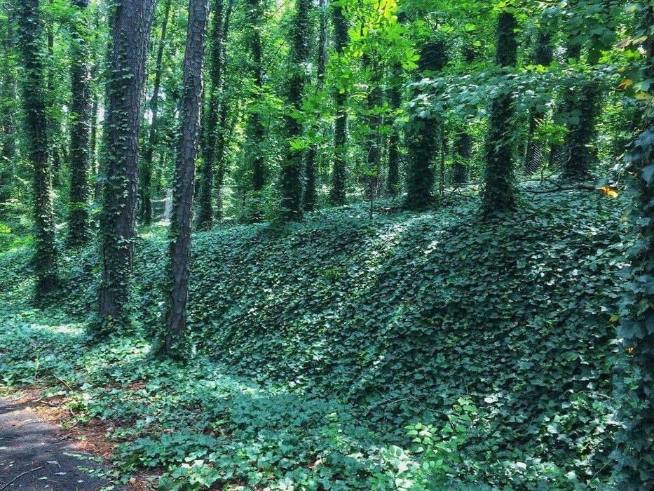 English Ivy, LIVE PLANT,Perennial Groundcover - Caribbean garden seed