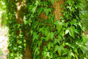 English Ivy, LIVE PLANT,Perennial Groundcover - Caribbean garden seed