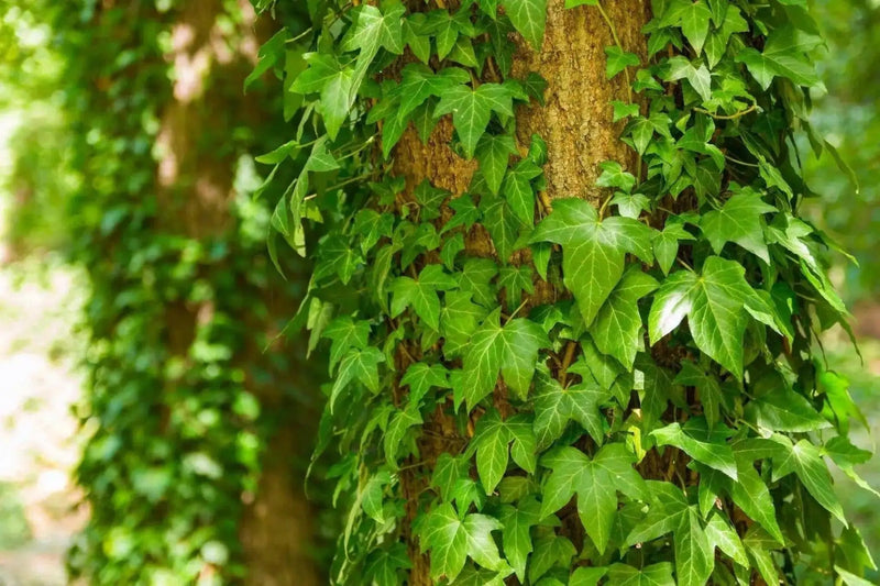 English Ivy, LIVE PLANT,Perennial Groundcover - Caribbean garden seed