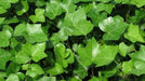 English Ivy, LIVE PLANT,Perennial Groundcover - Caribbean garden seed