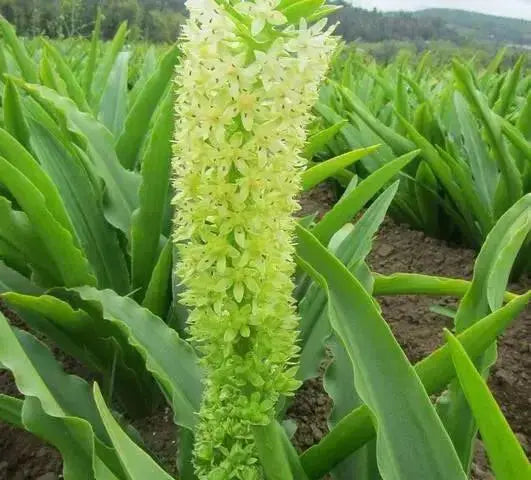 Eucomis 'Tugela Jade' Pineapple Lily,TROPICAL FLOWERS - Caribbean garden seed