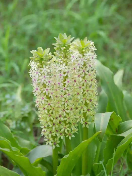 Eucomis 'Tugela Jade' Pineapple Lily,TROPICAL FLOWERS - Caribbean garden seed