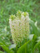 Eucomis 'Tugela Jade' Pineapple Lily,TROPICAL FLOWERS - Caribbean garden seed