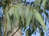 Eucalyptus leaves ,VERSATILE CARIBBEAN HERB - Caribbean garden seed