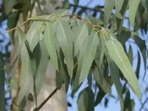 Eucalyptus leaves ,VERSATILE CARIBBEAN HERB - Caribbean garden seed