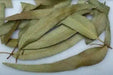 Eucalyptus leaves ,VERSATILE CARIBBEAN HERB - Caribbean garden seed