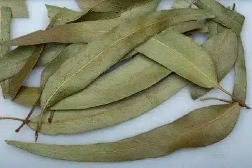 Eucalyptus leaves ,VERSATILE CARIBBEAN HERB - Caribbean garden seed