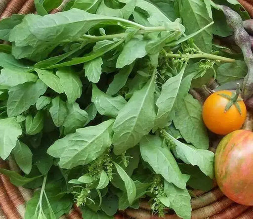 EPAZOTE SEEDS, Chenopodium Ambrosoides,Organic Herb Flower - Caribbean garden seed