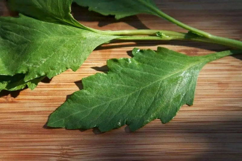 EPAZOTE SEEDS, Chenopodium Ambrosoides,Organic Herb Flower - Caribbean garden seed