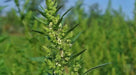 EPAZOTE SEEDS, Chenopodium Ambrosoides,Organic Herb Flower - Caribbean garden seed