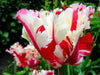 Estella Rijnveld Parrot Tulip bulbs, Single Late Bloom - Caribbean garden seed