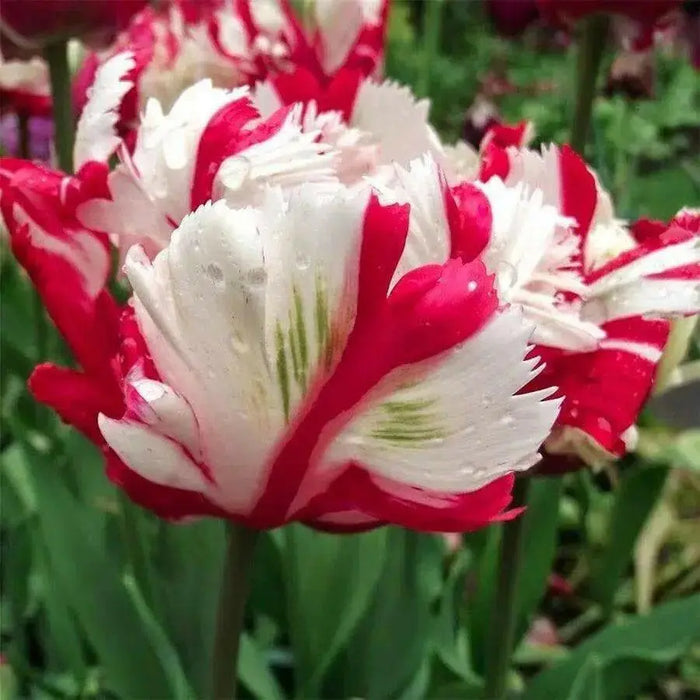 Estella Rijnveld Parrot Tulip bulbs, Single Late Bloom - Caribbean garden seed