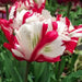 Estella Rijnveld Parrot Tulip bulbs, Single Late Bloom - Caribbean garden seed