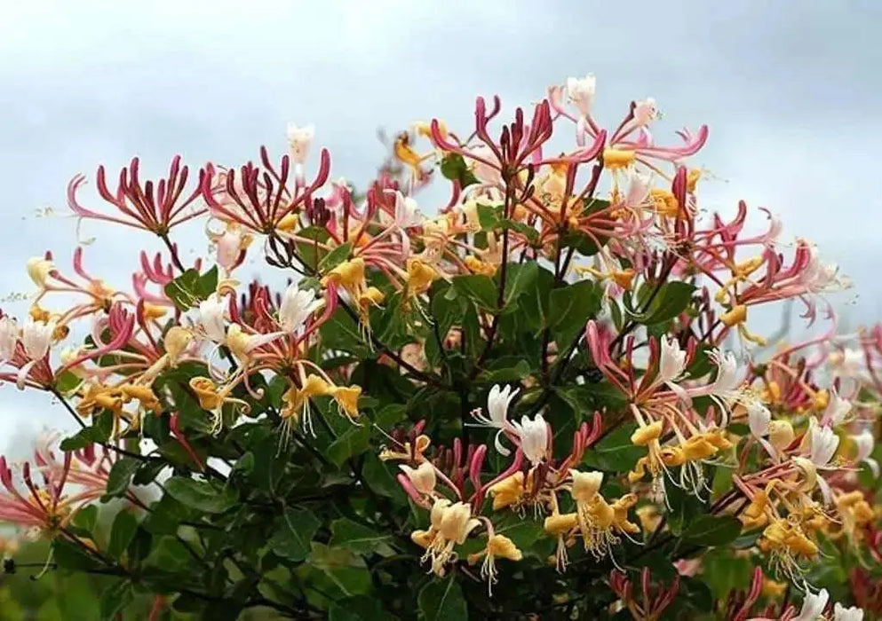 Etruscan Honeysuckle SEED, Perennial FLOWERS VINE - Caribbean garden seed