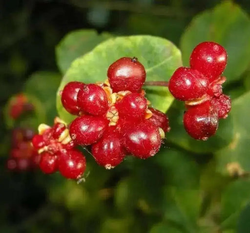 Etruscan Honeysuckle SEED, Perennial FLOWERS VINE - Caribbean garden seed