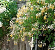 Etruscan Honeysuckle SEED, Perennial FLOWERS VINE - Caribbean garden seed