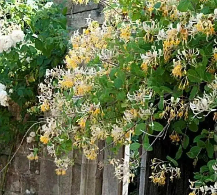 Etruscan Honeysuckle SEED, Perennial FLOWERS VINE - Caribbean garden seed