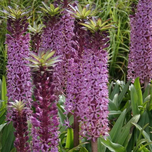 Eucomis  'Reuben' (Pineapple Lily) Bulb,Elegant,Tropical . - Caribbean garden seed