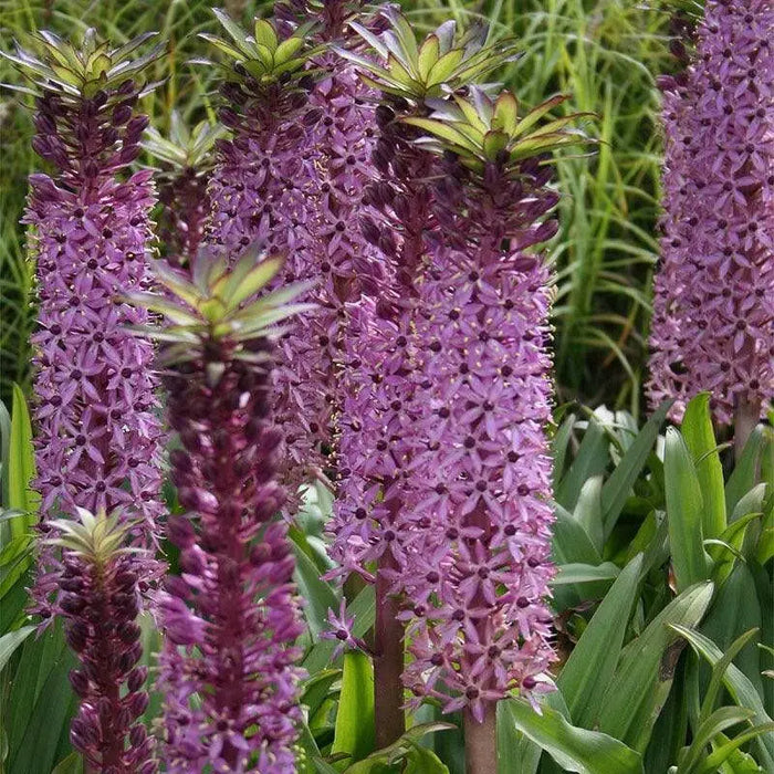 Eucomis  'Reuben' (Pineapple Lily) Bulb,Elegant,Tropical . - Caribbean garden seed