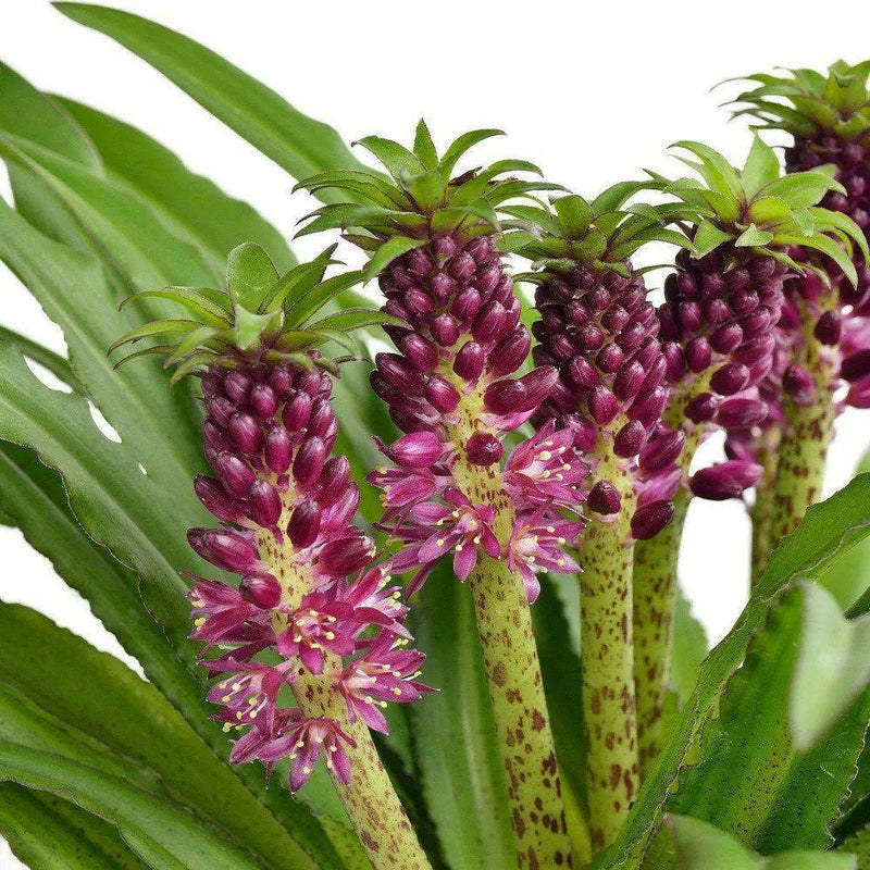 Eucomis  'Reuben' (Pineapple Lily) Bulb,Elegant,Tropical . - Caribbean garden seed