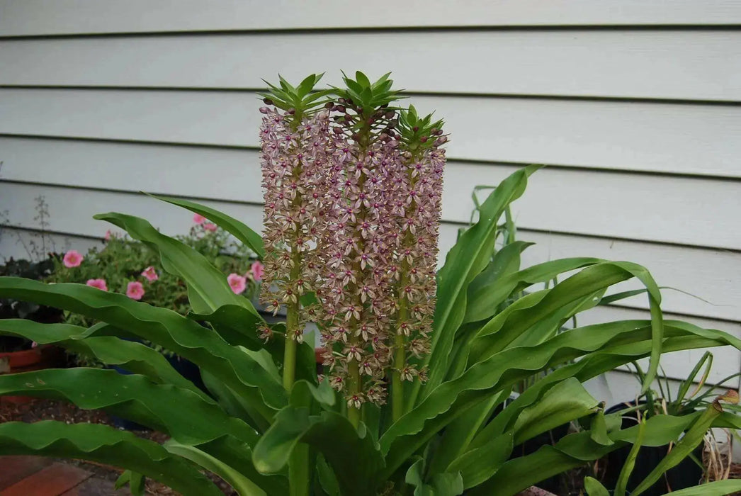 Eucomis  'Reuben' (Pineapple Lily) Bulb,Elegant,Tropical . - Caribbean garden seed