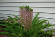Eucomis  'Reuben' (Pineapple Lily) Bulb,Elegant,Tropical . - Caribbean garden seed