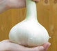 Elephant GARLIC , No Gmo Heirloom - Caribbean garden seed