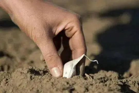 Elephant GARLIC , No Gmo Heirloom - Caribbean garden seed