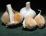 Elephant GARLIC , No Gmo Heirloom - Caribbean garden seed