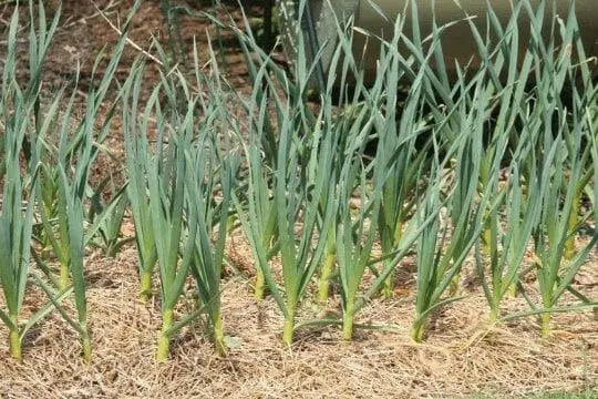Elephant GARLIC , No Gmo Heirloom - Caribbean garden seed