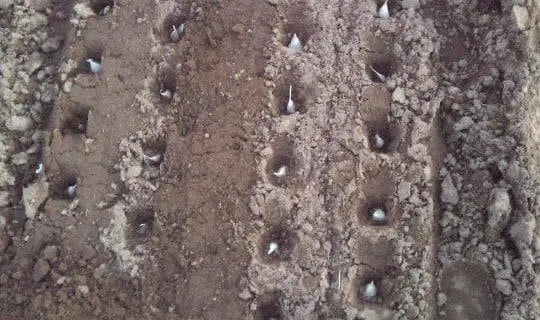 Elephant GARLIC , No Gmo Heirloom - Caribbean garden seed